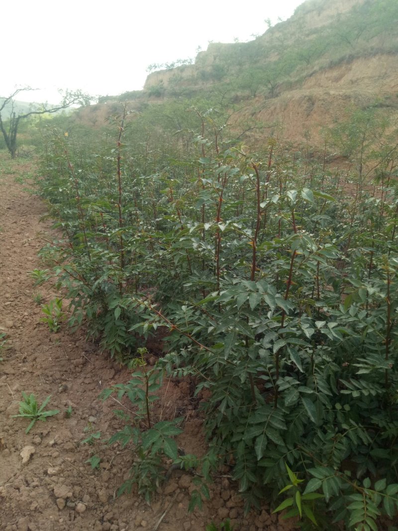 韩城大红袍花椒苗