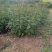 韩城大红袍花椒苗