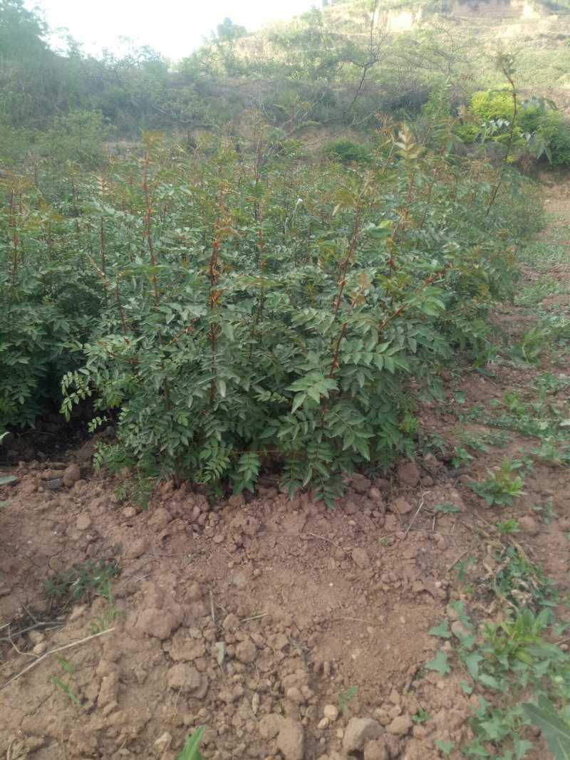 韩城大红袍花椒苗