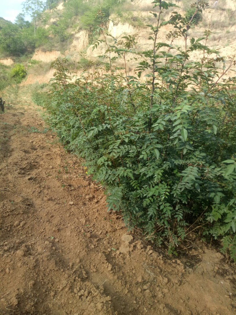 韩城大红袍花椒苗