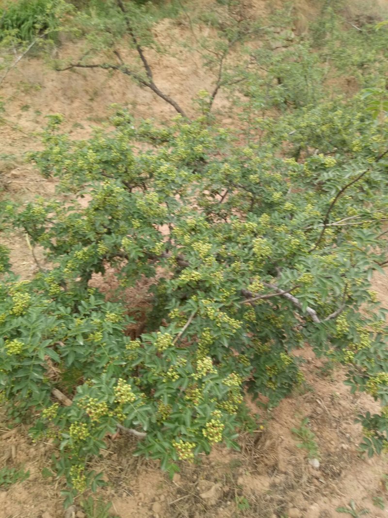 韩城大红袍花椒苗
