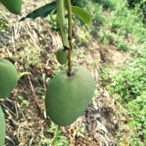 优质台农芒果