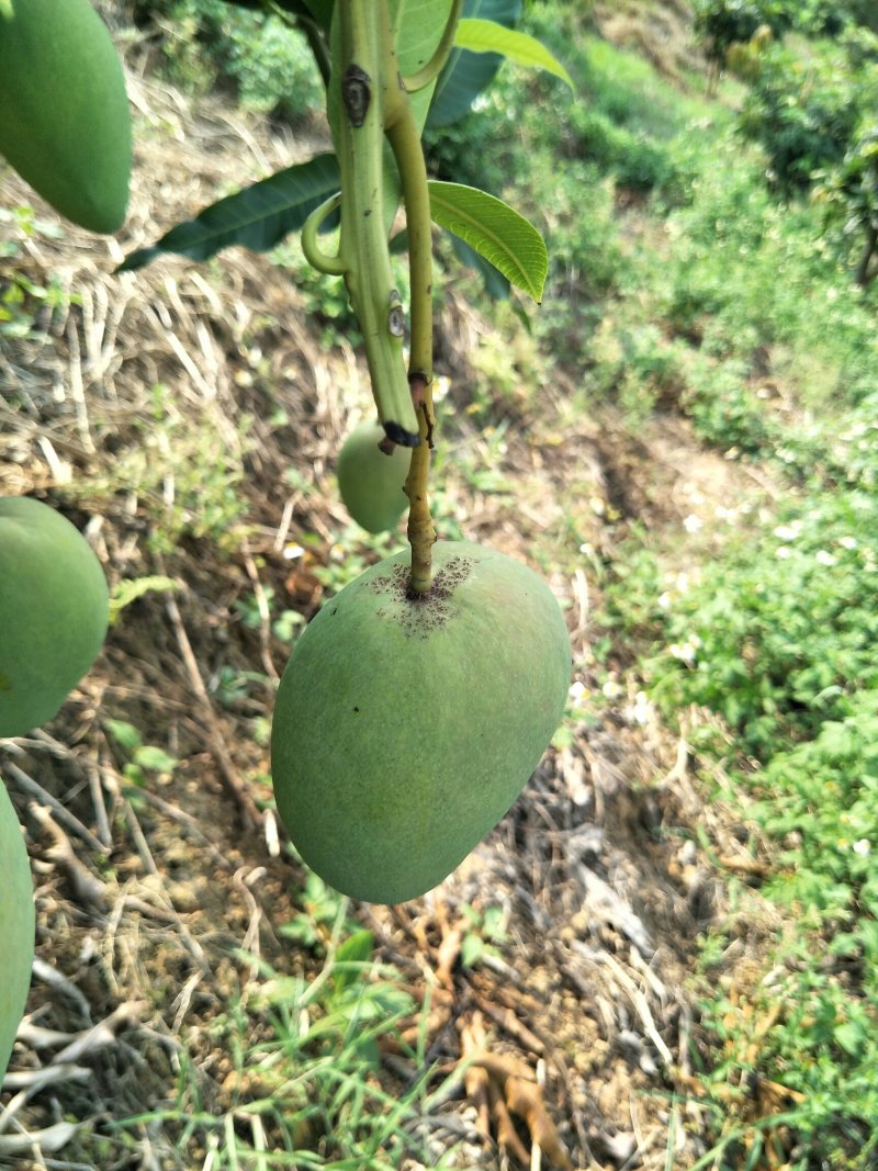 优质台农芒果