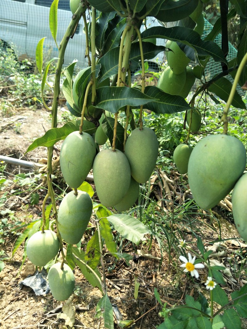 优质台农芒果