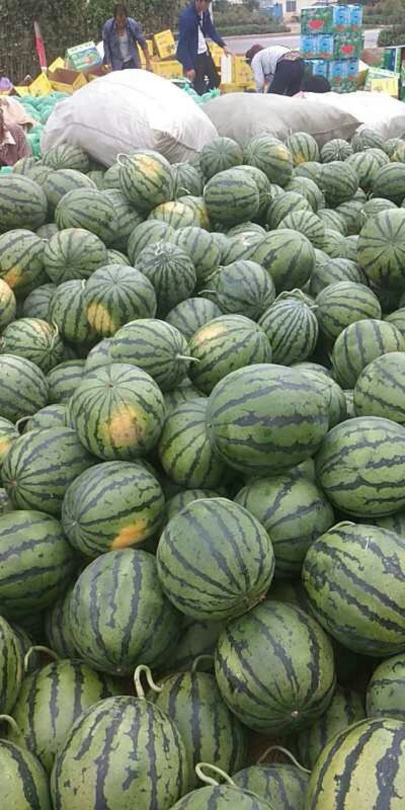 甜王，双星