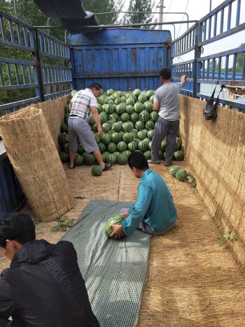 山东德州、禹城京欣西瓜大量上市