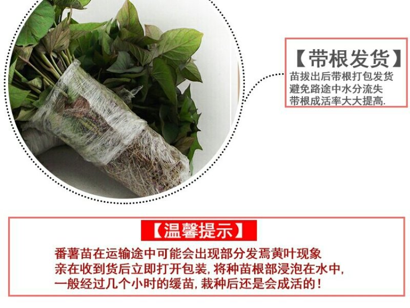 红薯苗