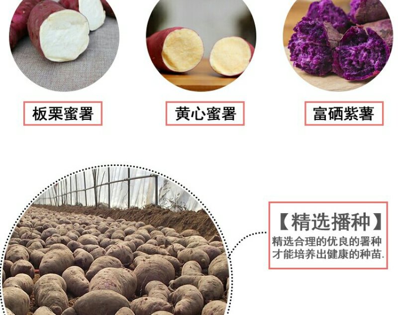 红薯苗