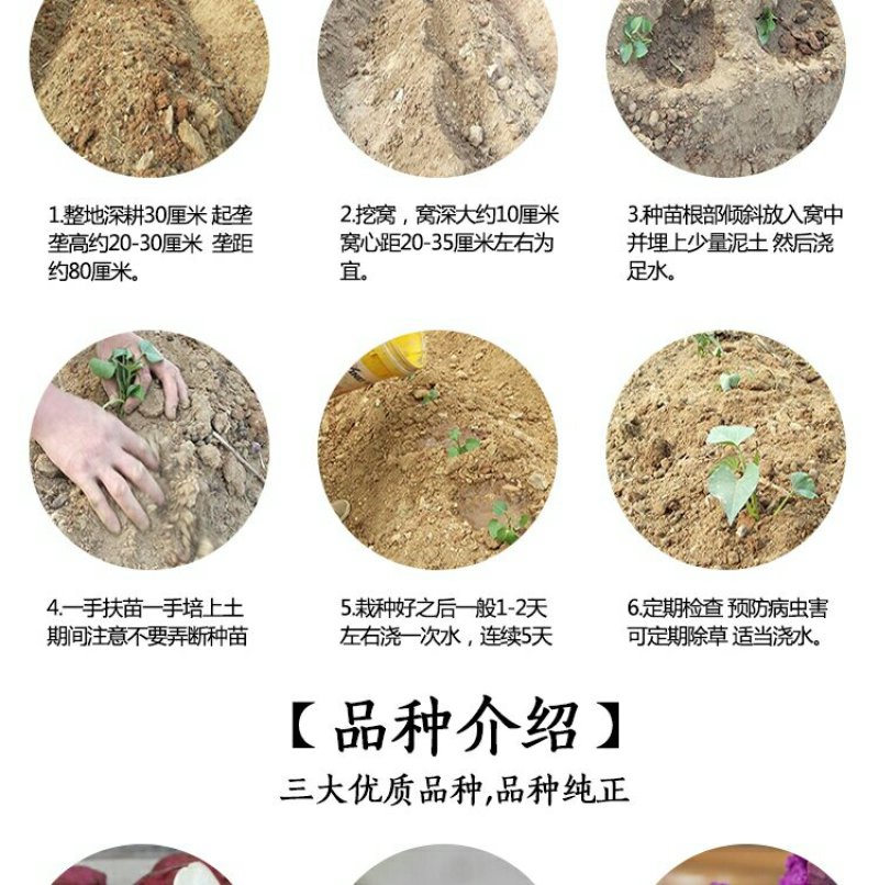 红薯苗