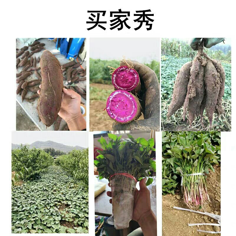 红薯苗