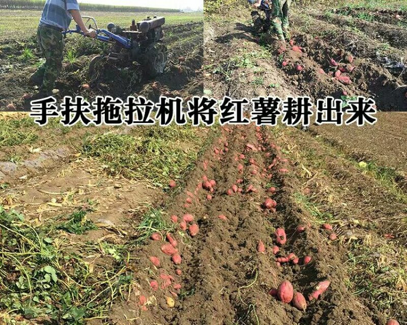 红薯苗
