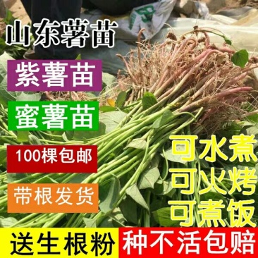 红薯苗