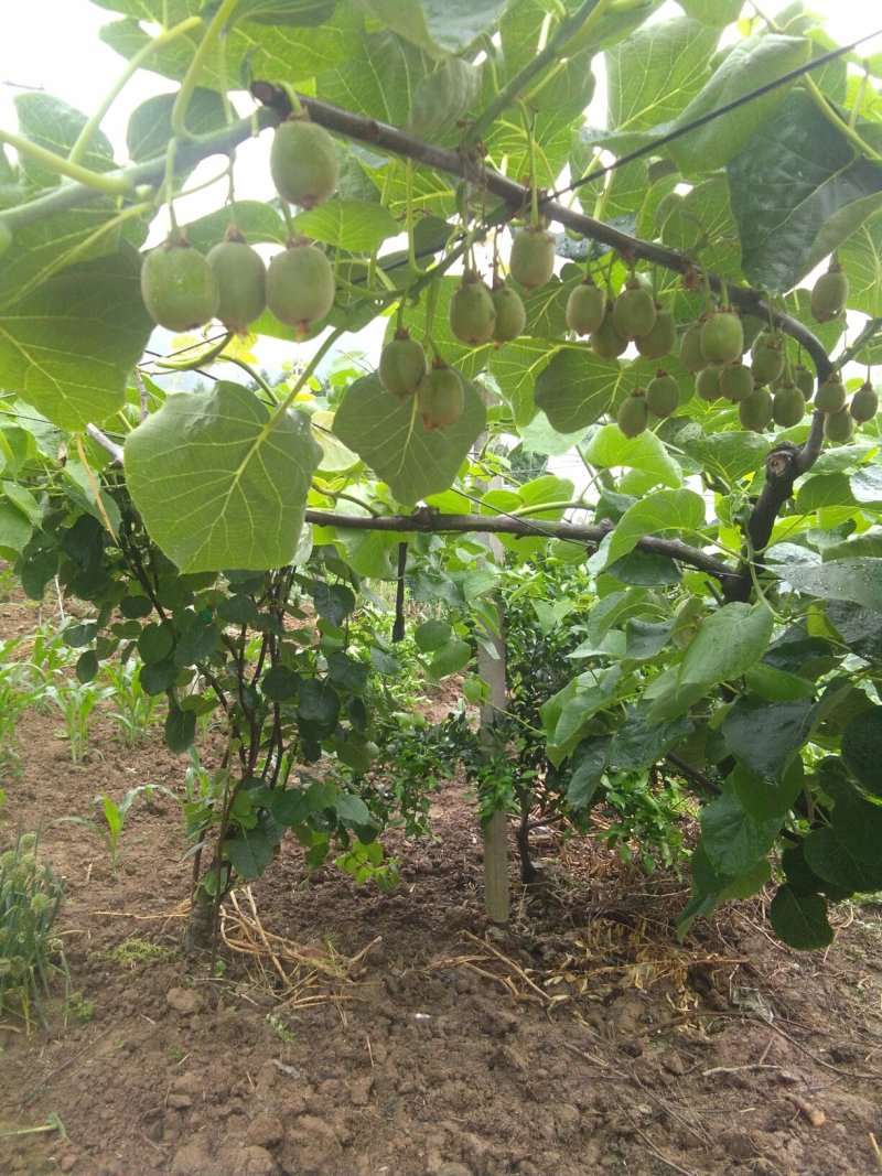 脐橙