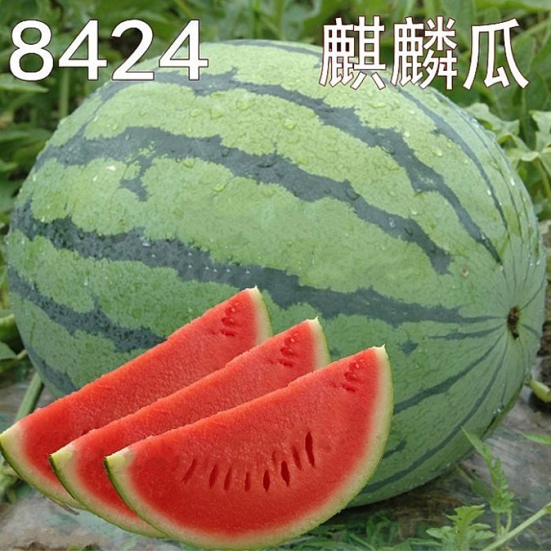 麒麟西瓜种植基地，专业大棚西瓜，8424大棚西瓜