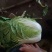 大白菜4~6斤毛菜