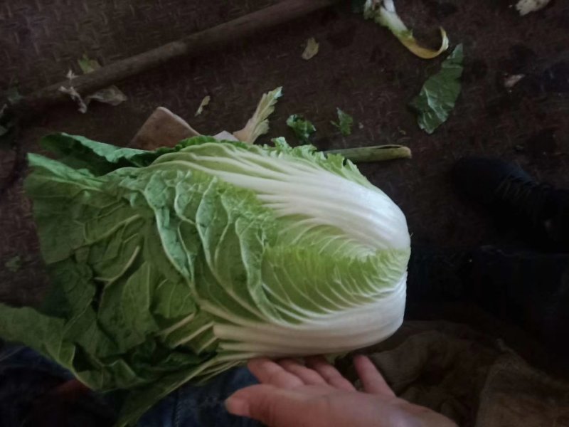 大白菜4~6斤毛菜