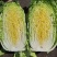 大白菜4~6斤毛菜
