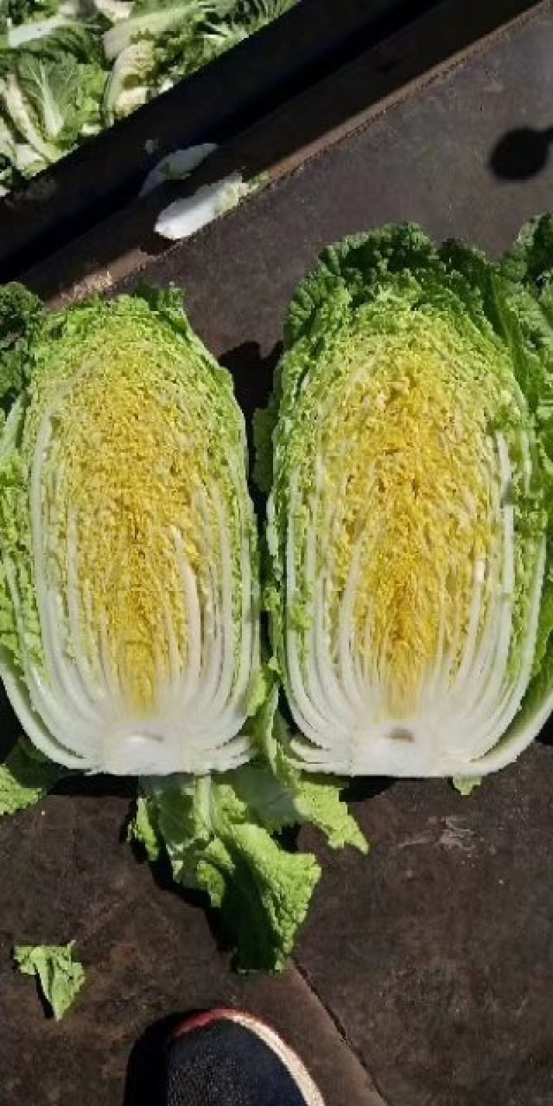 大白菜4~6斤毛菜