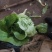 大白菜4~6斤毛菜