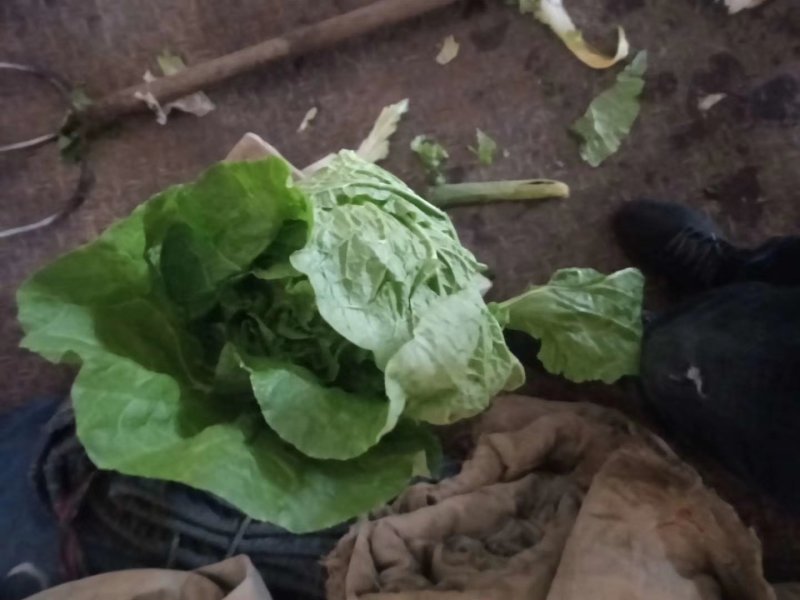 大白菜4~6斤毛菜