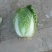 大白菜4~6斤毛菜