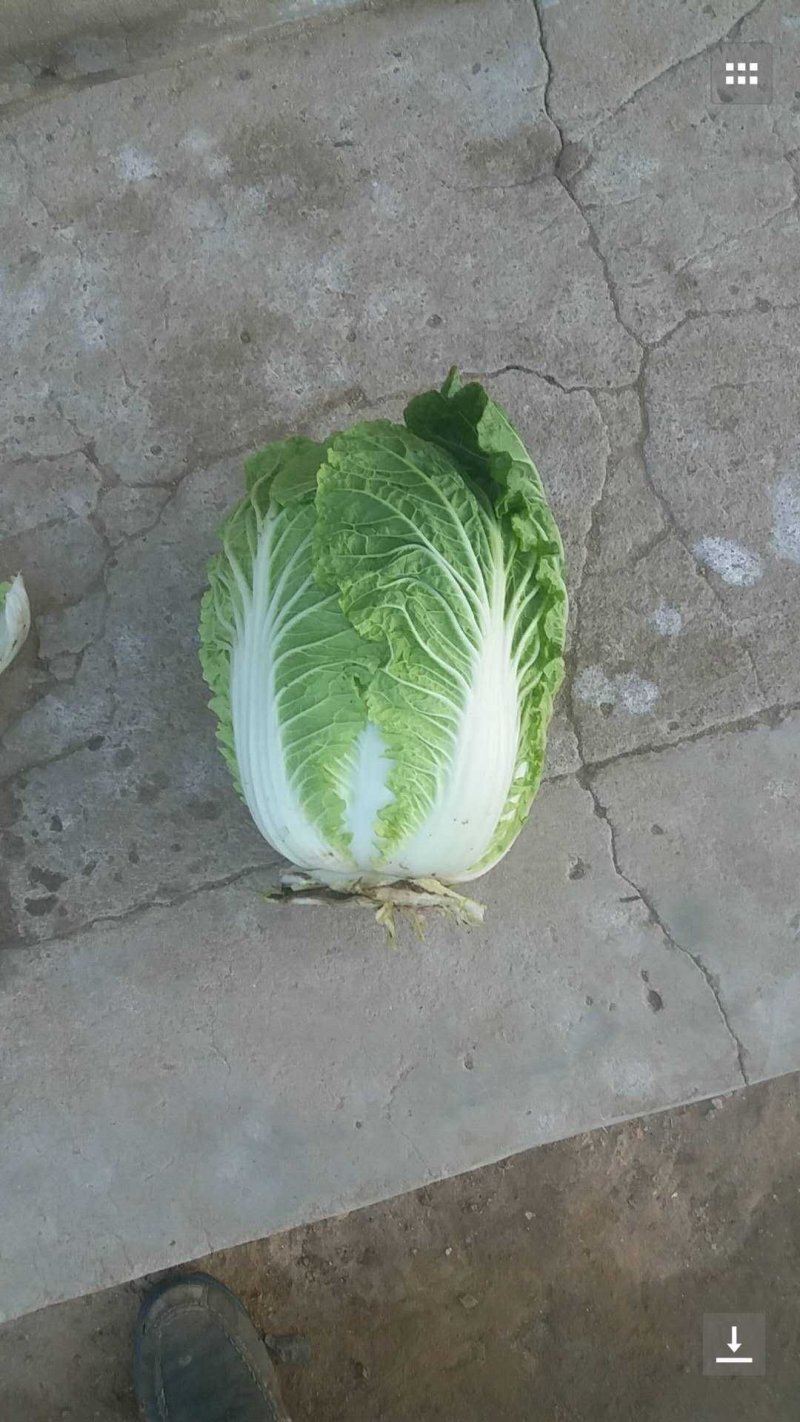 大白菜4~6斤毛菜