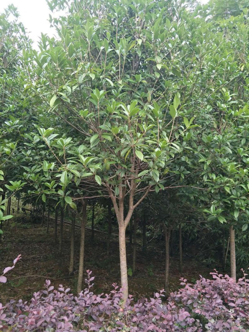 各种规格桂花，大量桂花小苗，大量红叶石兰扦插苗