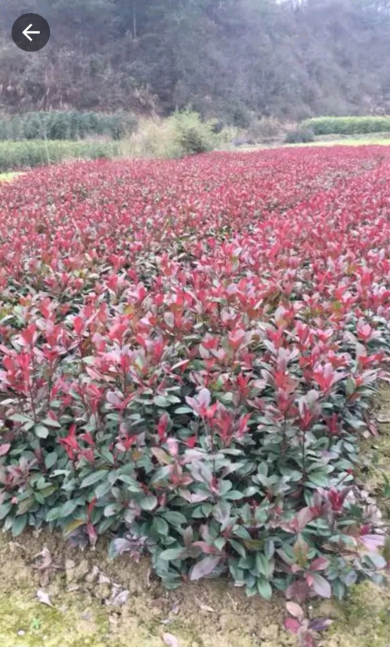 各种规格桂花，大量桂花小苗，大量红叶石兰扦插苗