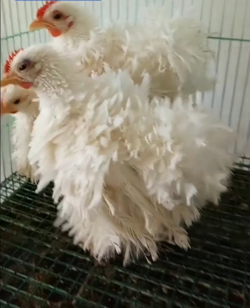 珍禽翻毛鸡低价出售