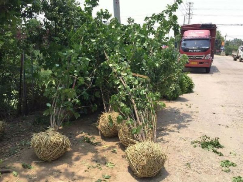 沭阳大型腊梅花种植基地大量销售中，单杆腊梅，丛生腊梅
