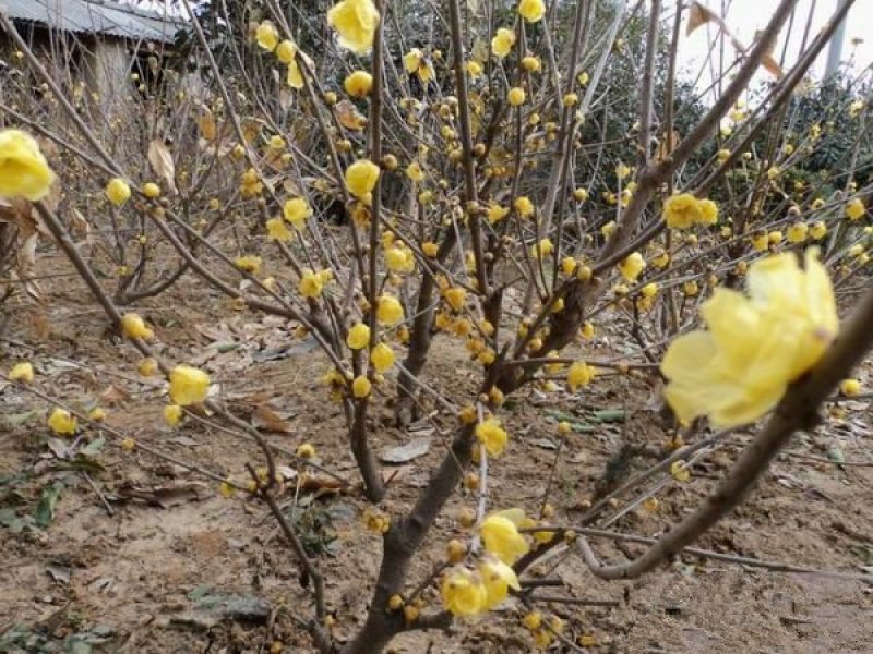 沭阳大型腊梅花种植基地大量销售中，单杆腊梅，丛生腊梅