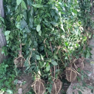 沭阳大型腊梅花种植基地大量销售中，单杆腊梅，丛生腊梅