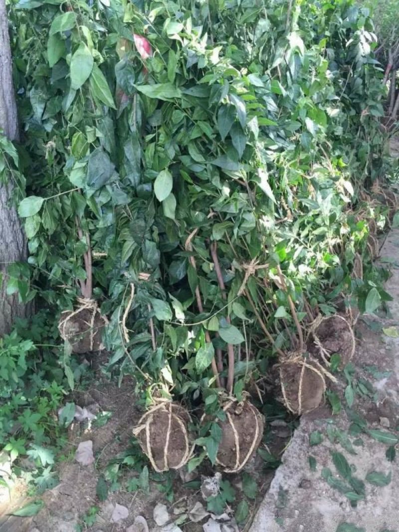 沭阳大型腊梅花种植基地大量销售中，单杆腊梅，丛生腊梅