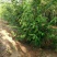 沭阳大型腊梅花种植基地大量销售中，单杆腊梅，丛生腊梅