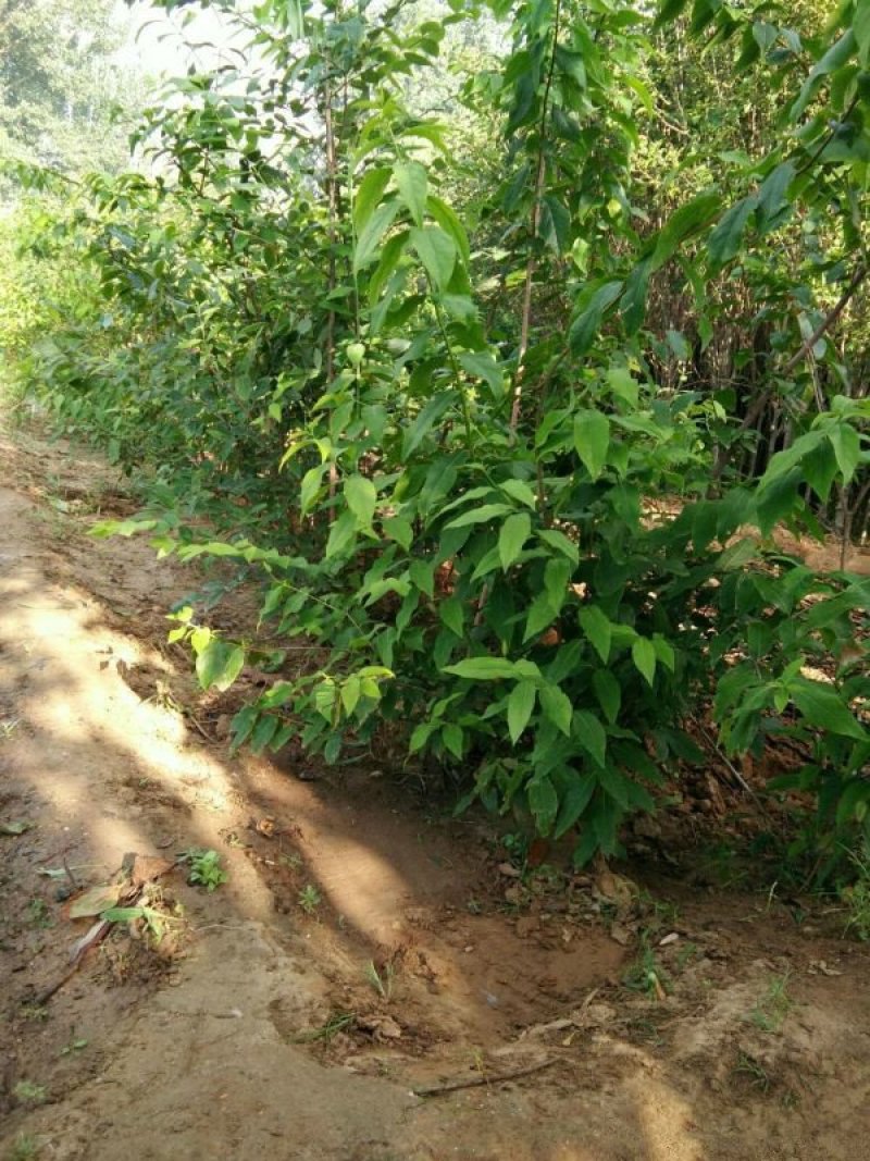 沭阳大型腊梅花种植基地大量销售中，单杆腊梅，丛生腊梅