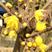 沭阳大型腊梅花种植基地大量销售中，单杆腊梅，丛生腊梅