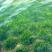 沉水植物金鱼藻苦草，可视频看货