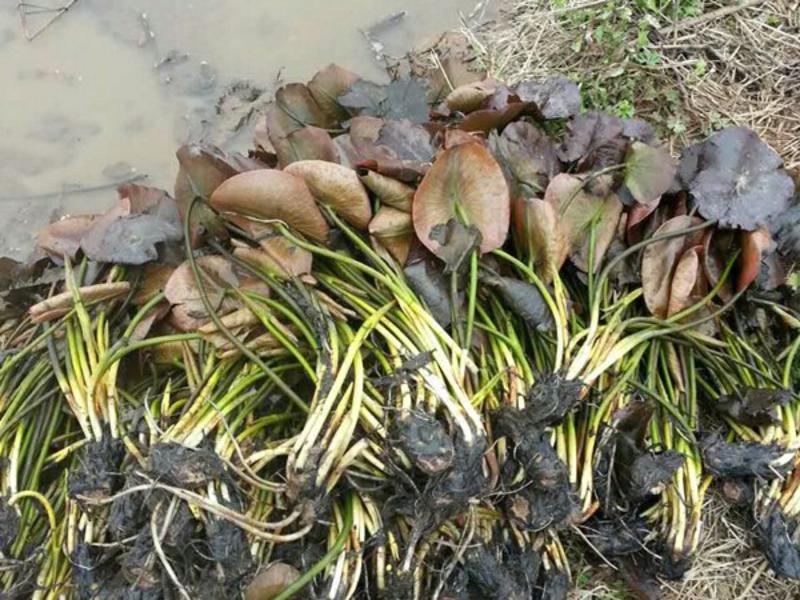 沉水植物金鱼藻苦草，可视频看货