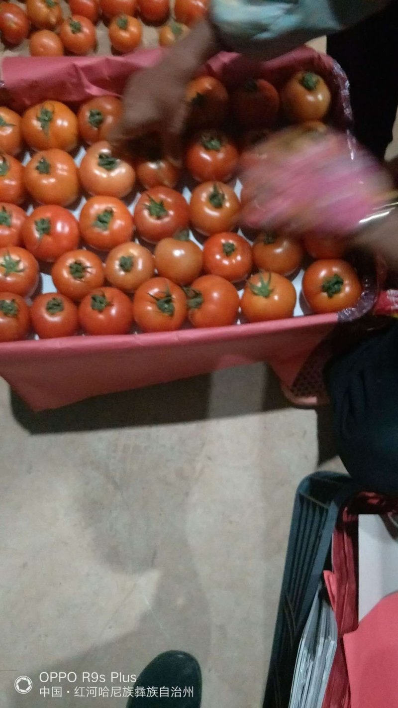 无公害大棚种植西红柿