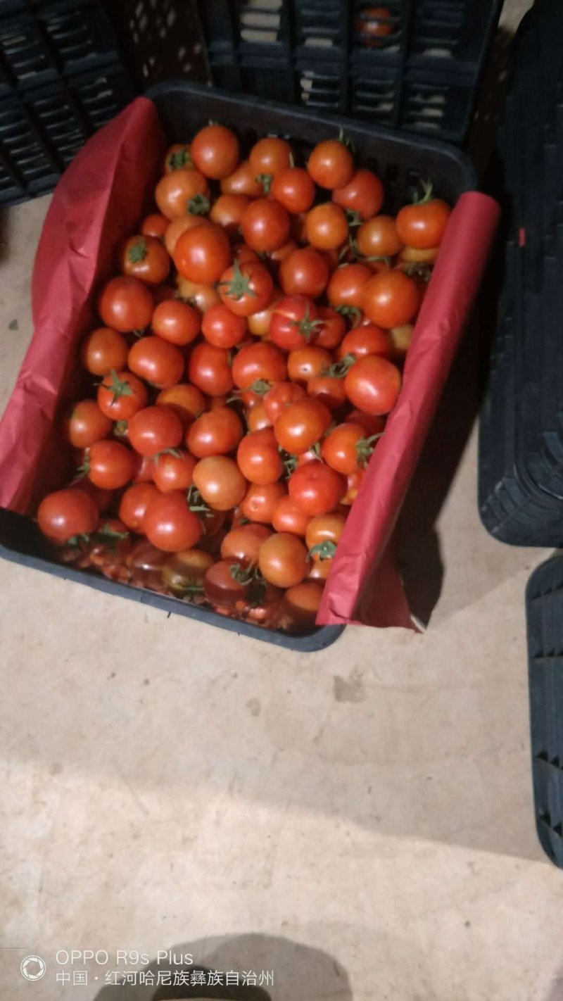 无公害大棚种植西红柿
