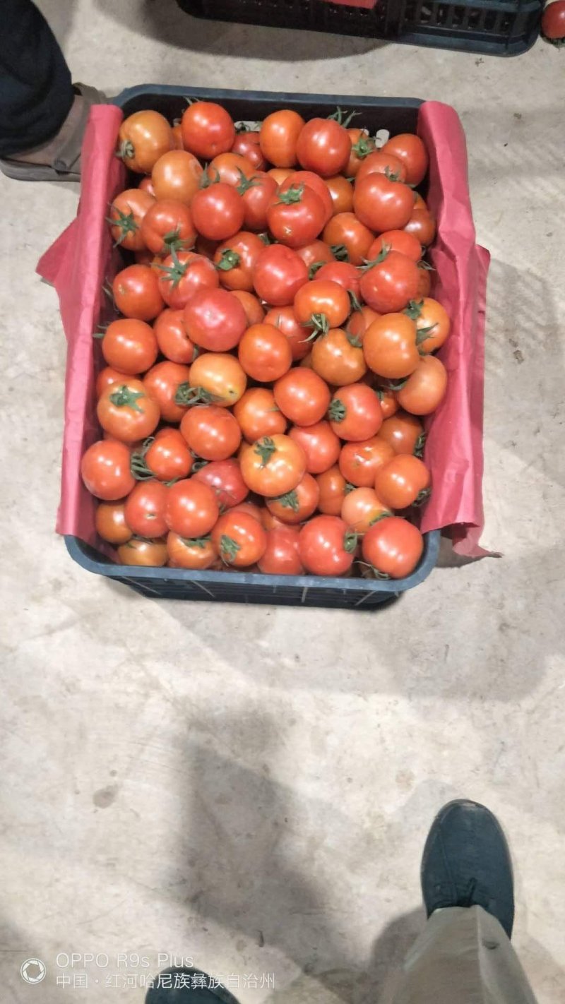 无公害大棚种植西红柿