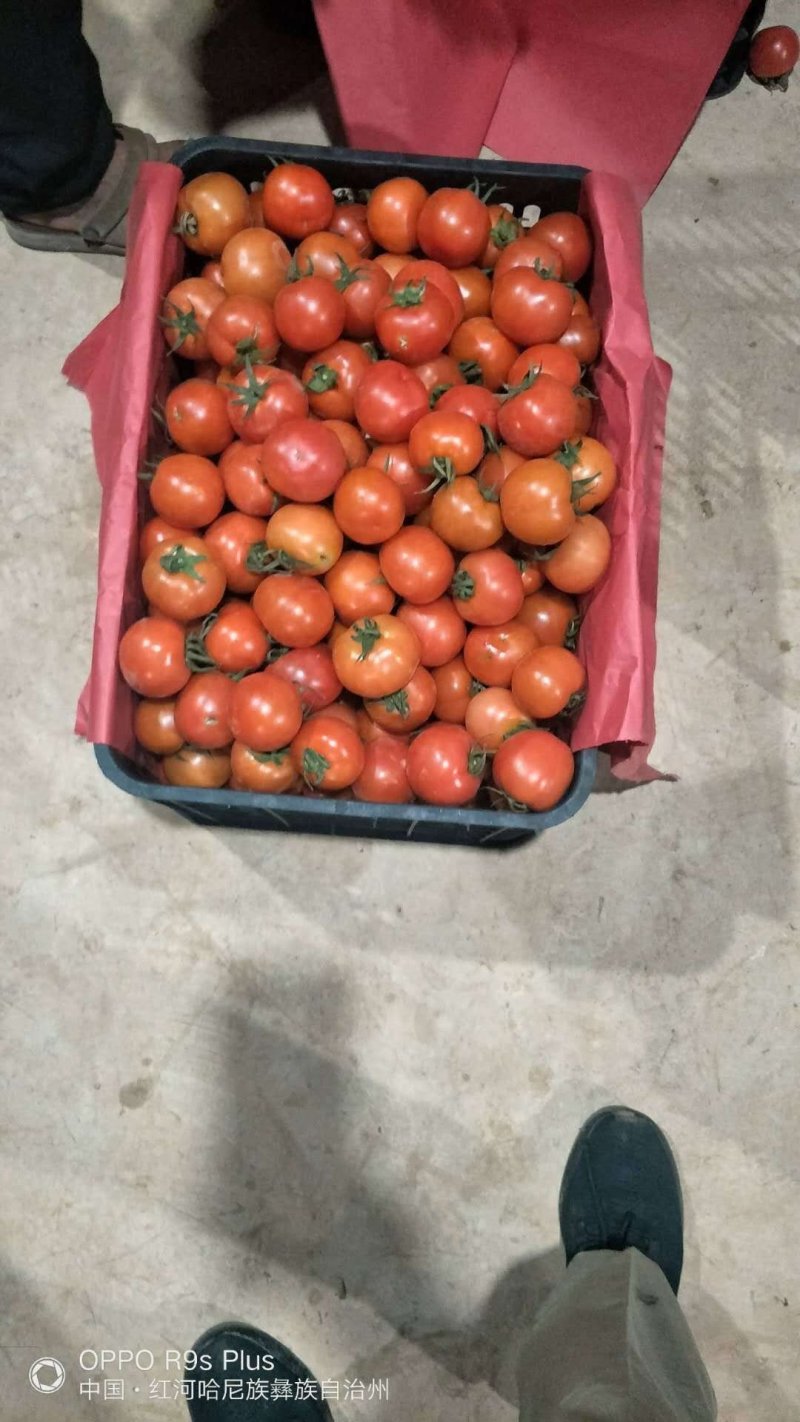 无公害大棚种植西红柿