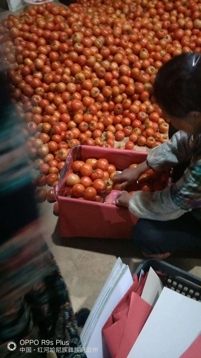无公害大棚种植西红柿