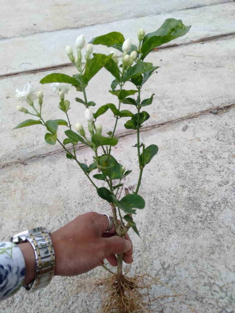 2年茉莉花苗，直接可以下单包邮大量有货，