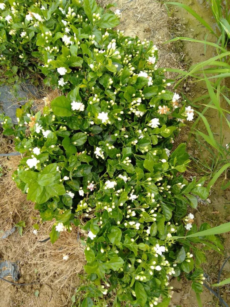 2年茉莉花苗，直接可以下单包邮大量有货，