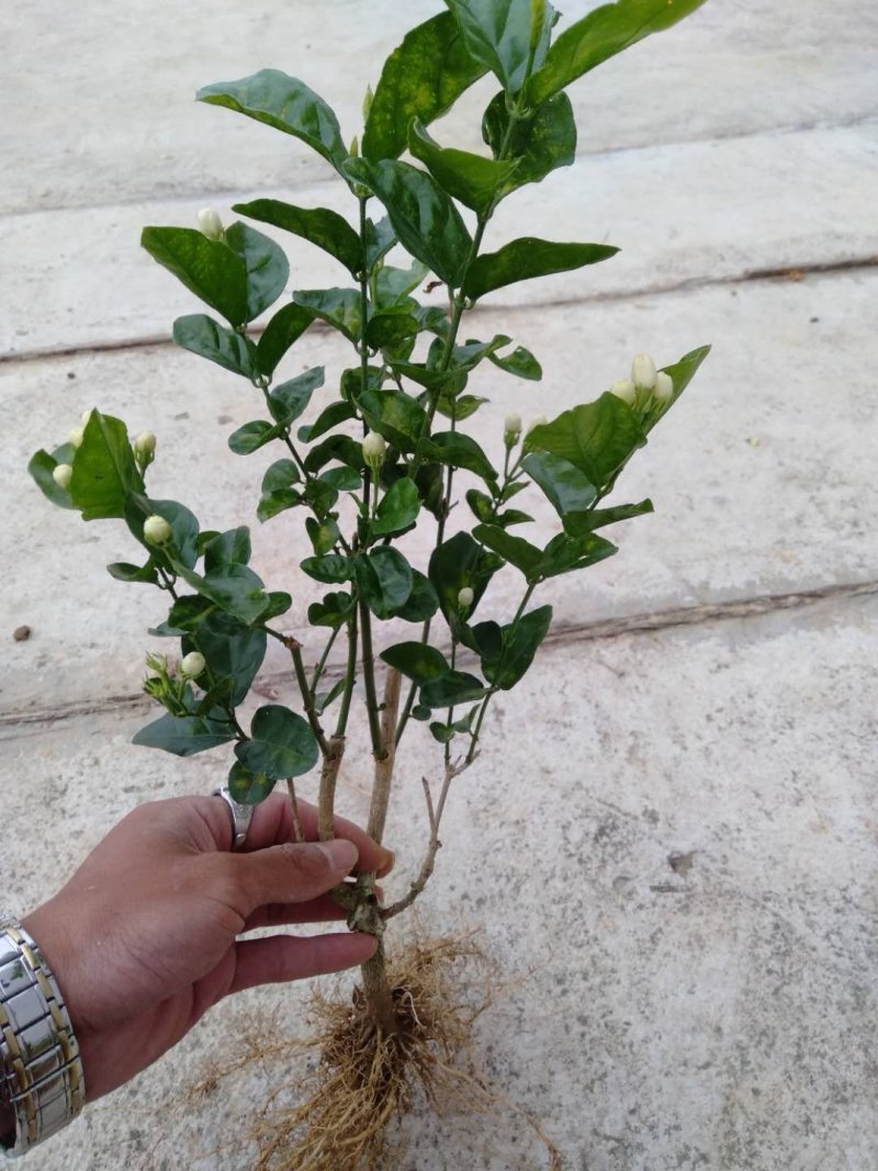 2年茉莉花苗，直接可以下单包邮大量有货，