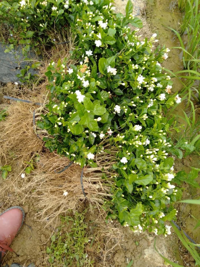 2年茉莉花苗，直接可以下单包邮大量有货，
