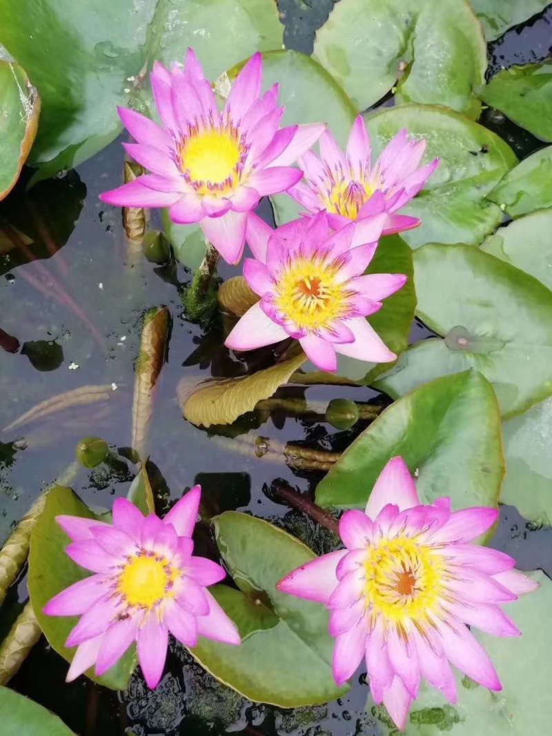 大根块睡莲多色睡莲鱼缸池塘水池水培植物水生花卉