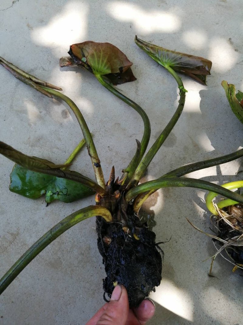 大根块睡莲多色睡莲鱼缸池塘水池水培植物水生花卉