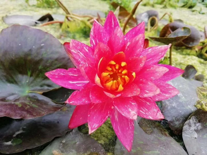 大根块睡莲多色睡莲鱼缸池塘水池水培植物水生花卉